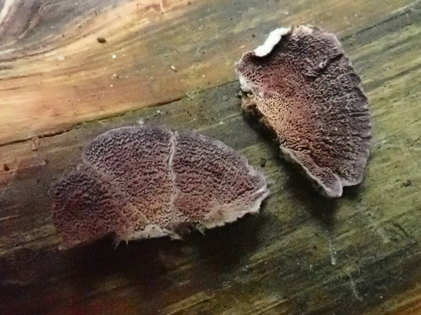 Photo © Penny Cullington Trichaptum abietinum by Penny Cullington